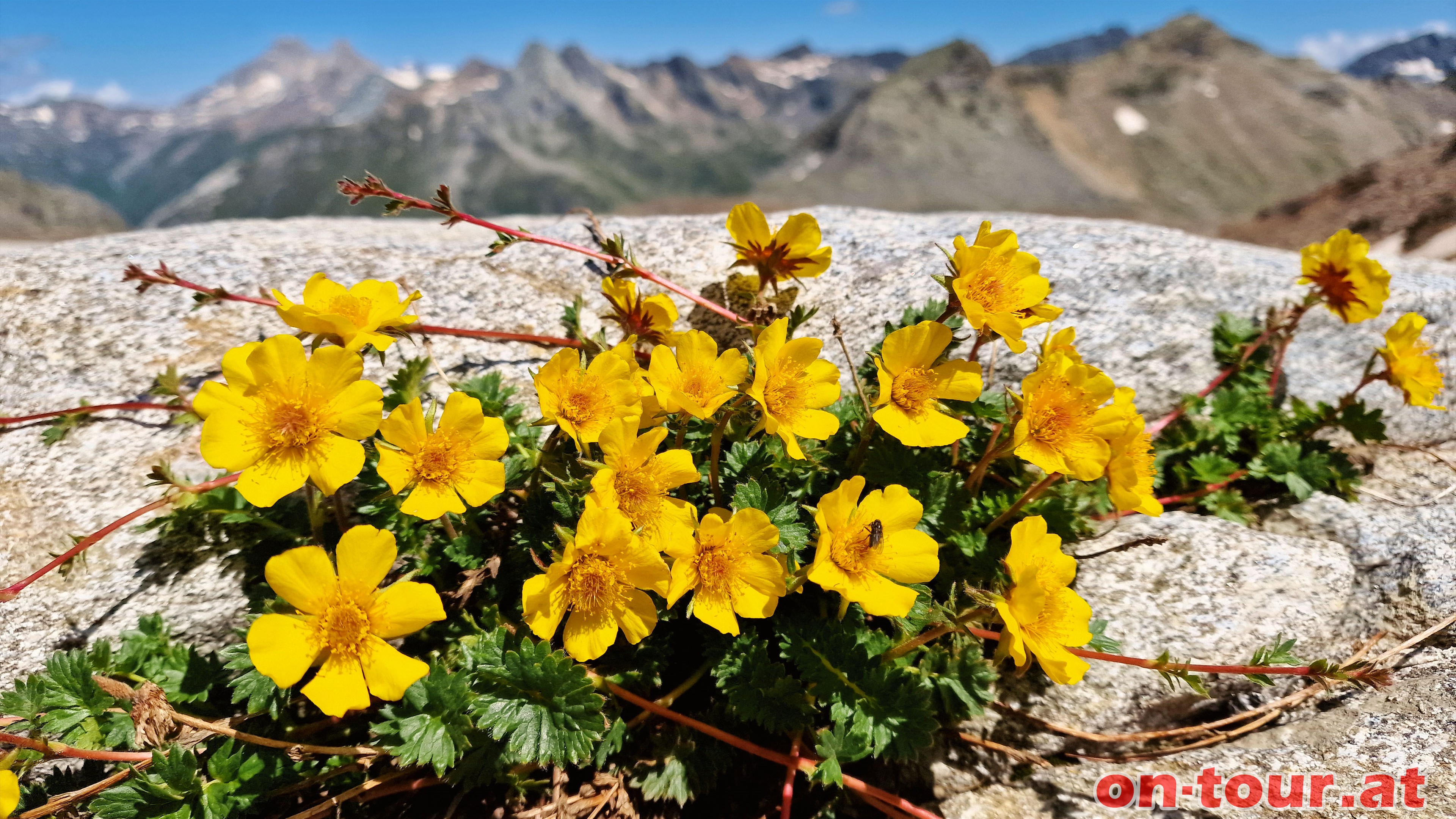 Kriechende Nelkenwurz oder auch Gletscher-Petersbart