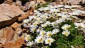 Alpen-Wucherblume auf ber 3.000m.