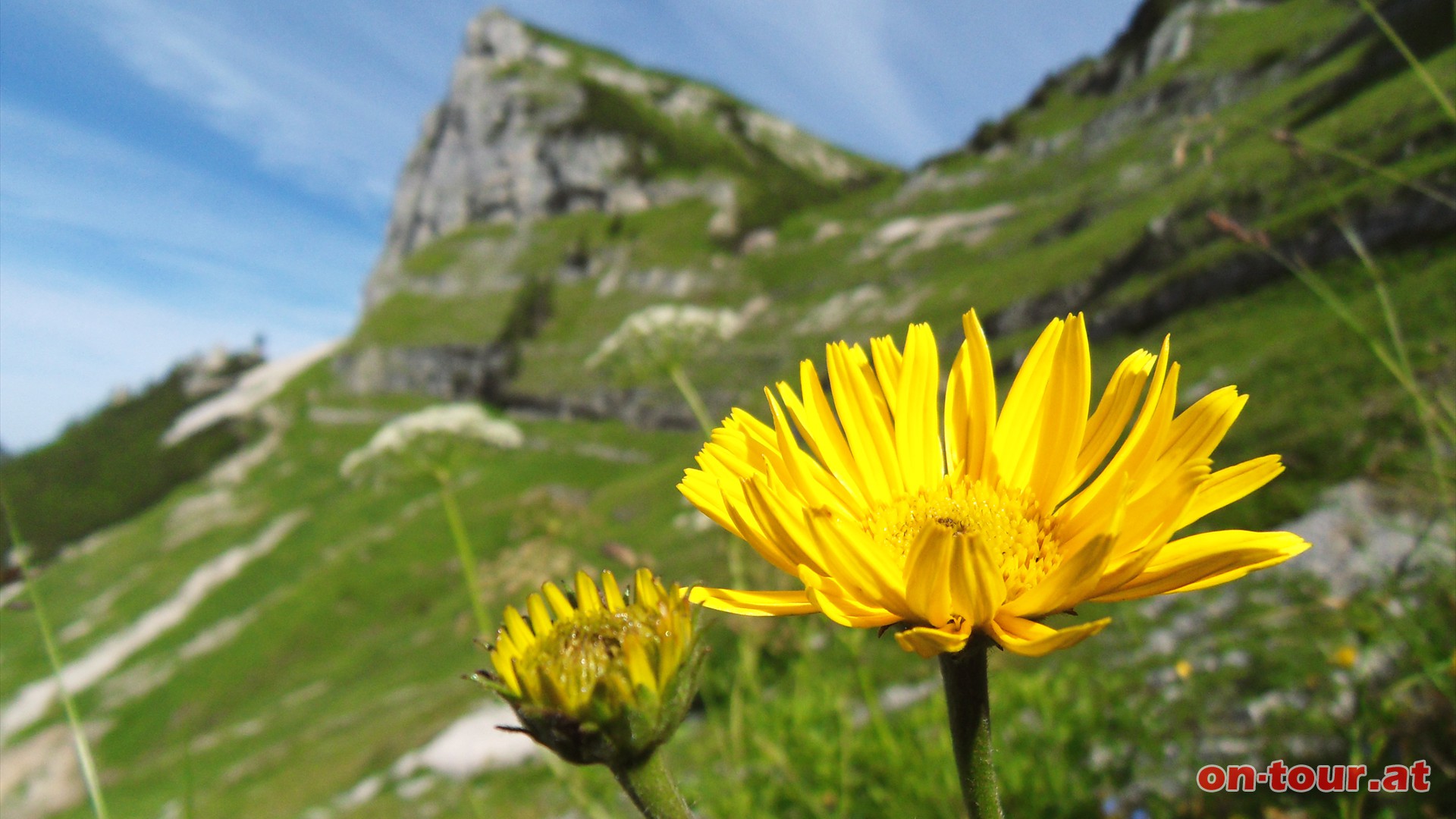 Ein kurzes Stck retour und dann, an prchtigen Ochsenaugen vorbei, nordwestlich bergauf.