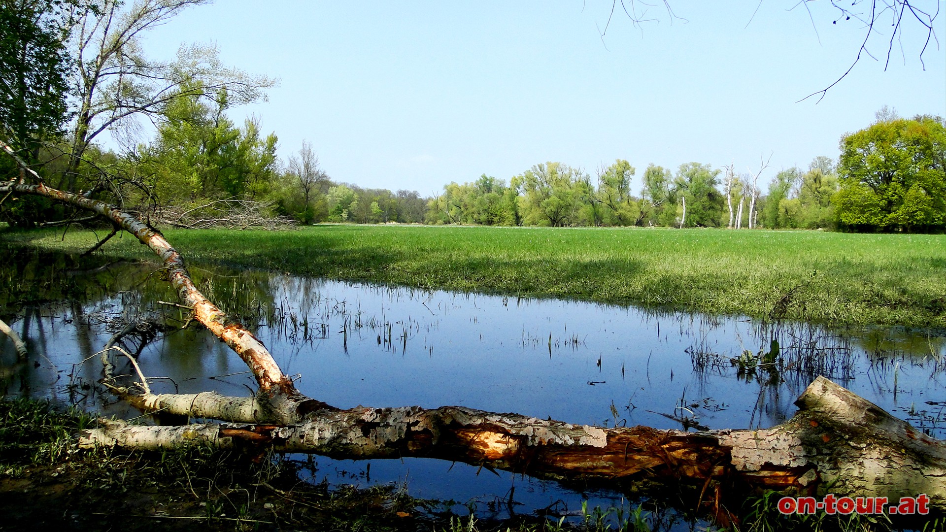 Bei der Holzwiese verluft der Biberweg (Blau) weiter nach links (Westen).