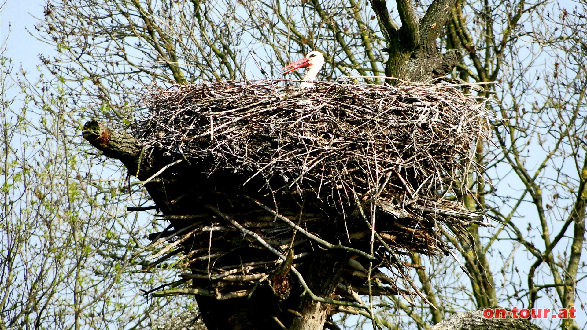 Die Nester knnen gewaltige Dimensionen annehmen; bis zu 2 Meter hoch und bis zu 800 Kilo schwer.