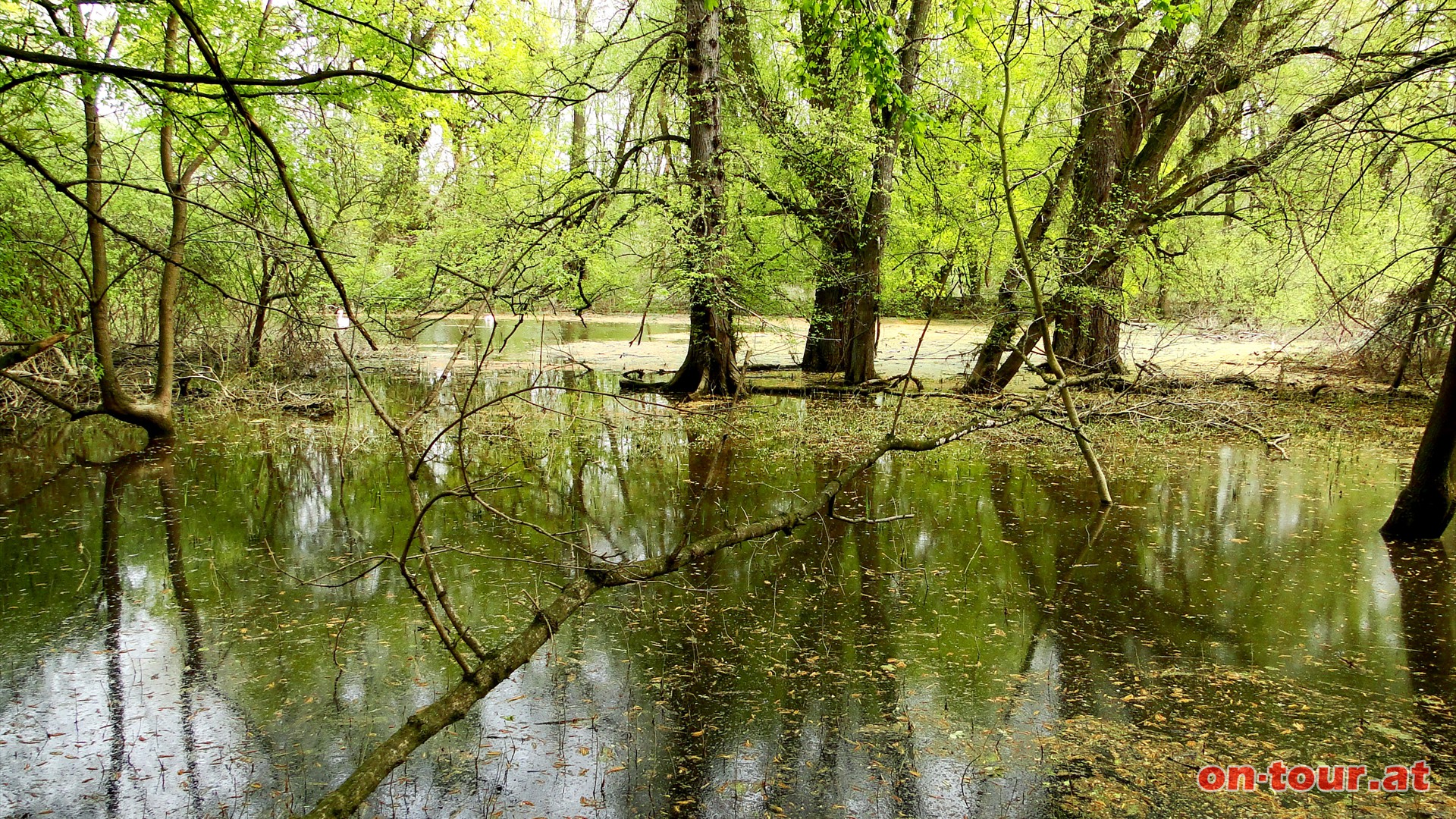 Rechts den Biberweg entlang. Auch hier kann das, fr viele Aubewohner lebenswichtige Wasser, ein Hindernis sein.