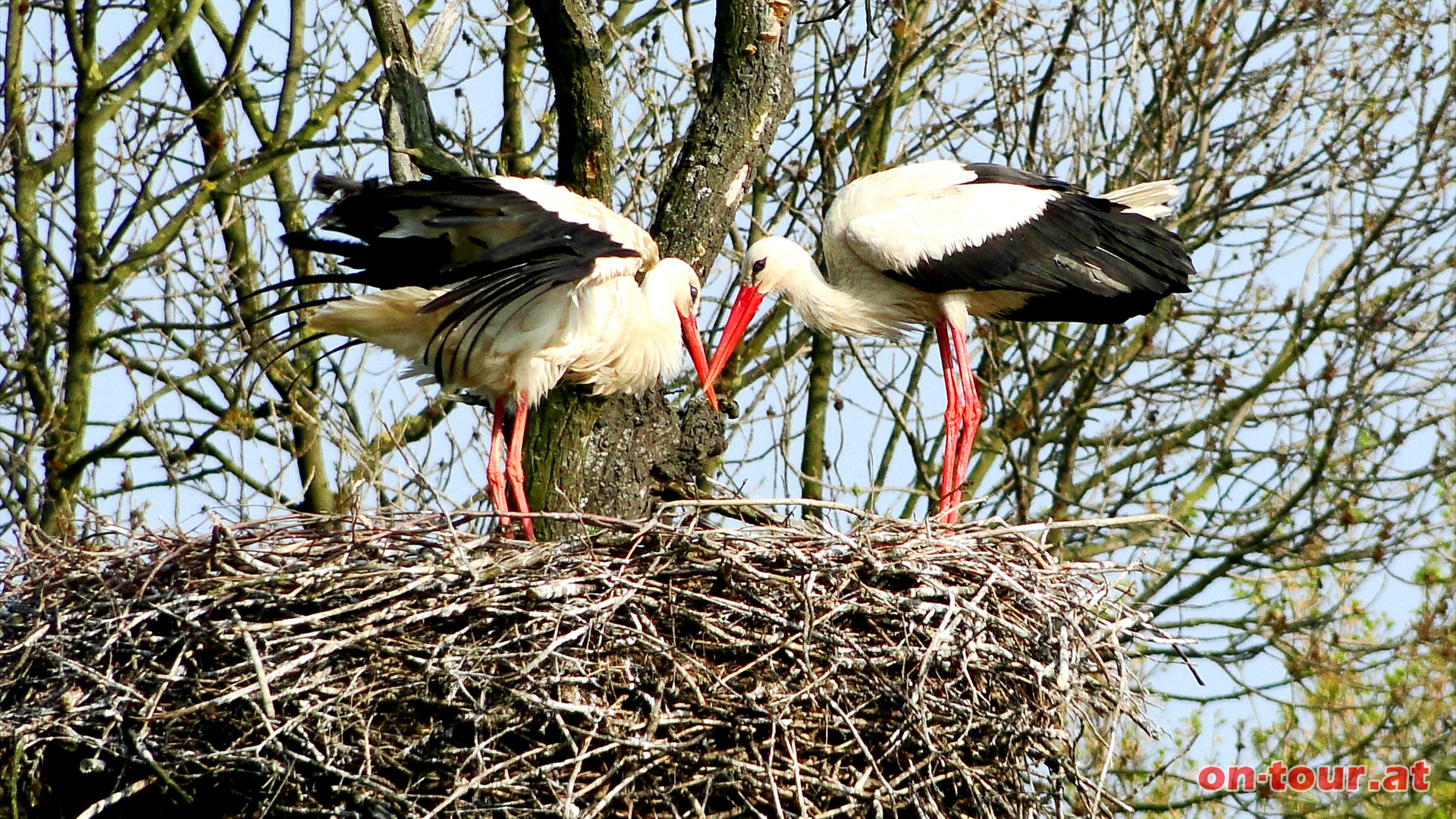 Strche sind vorbildliche Eltern. Sobald die Jungen schlpfen bleibt ein Elternteil immer im Nest.