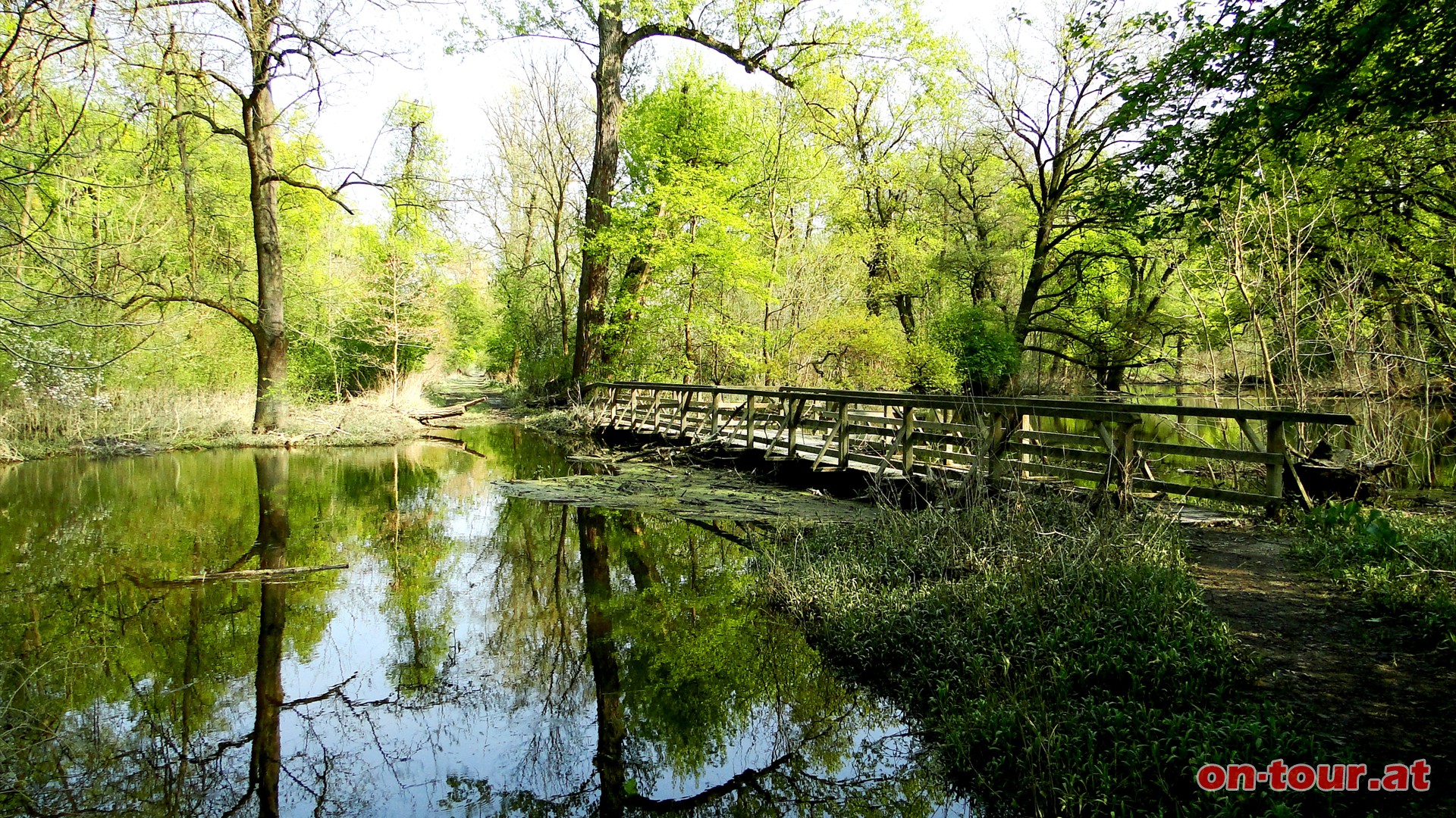 Wunderschne Marchauen-Impressionen entlang des Weges.