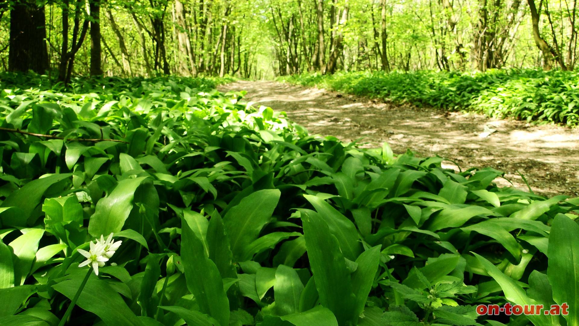 Der Weg zum Waschberg fhrt durch ausgedehnte Brlauchfelder. Ein scharfer Knoblauchgeruch belebt die Sinne.