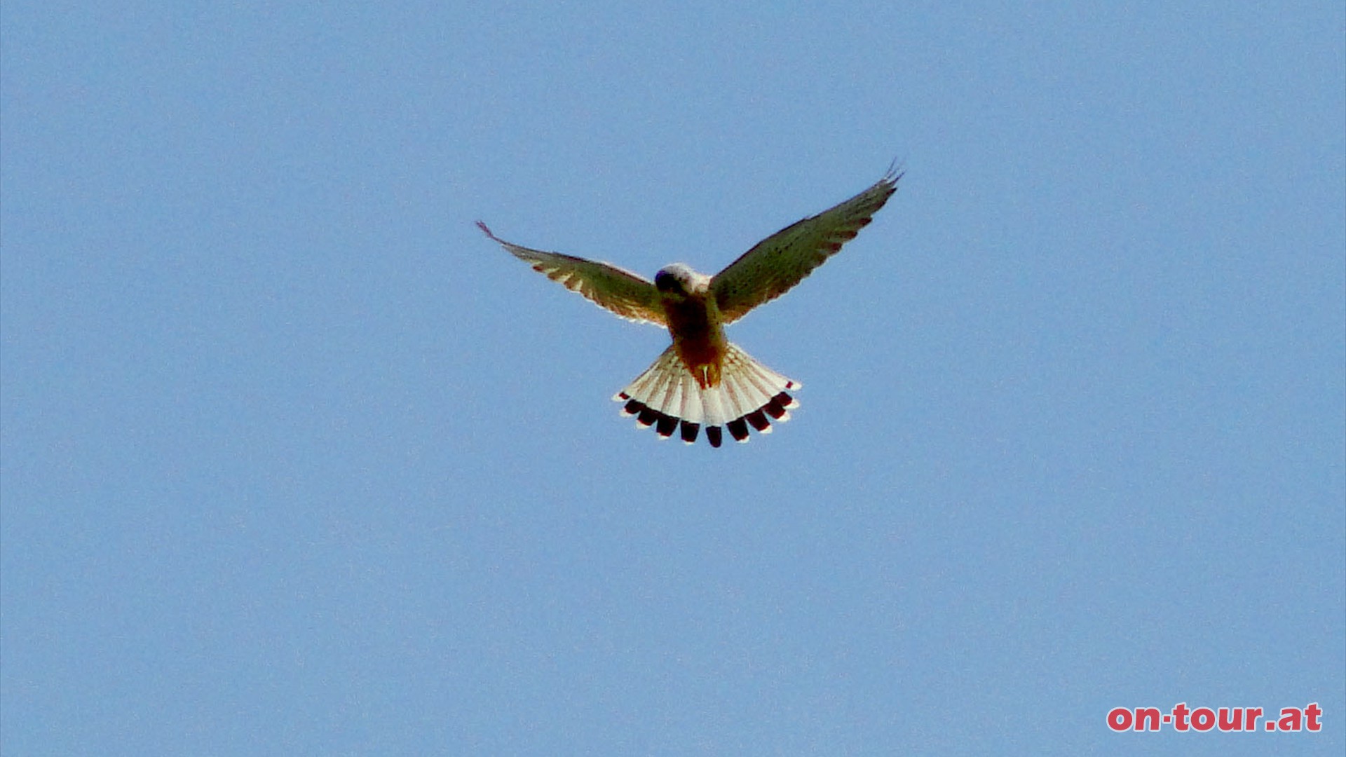 Ein hoch konzentrierter Turmfalke zieht hier seine Runden.