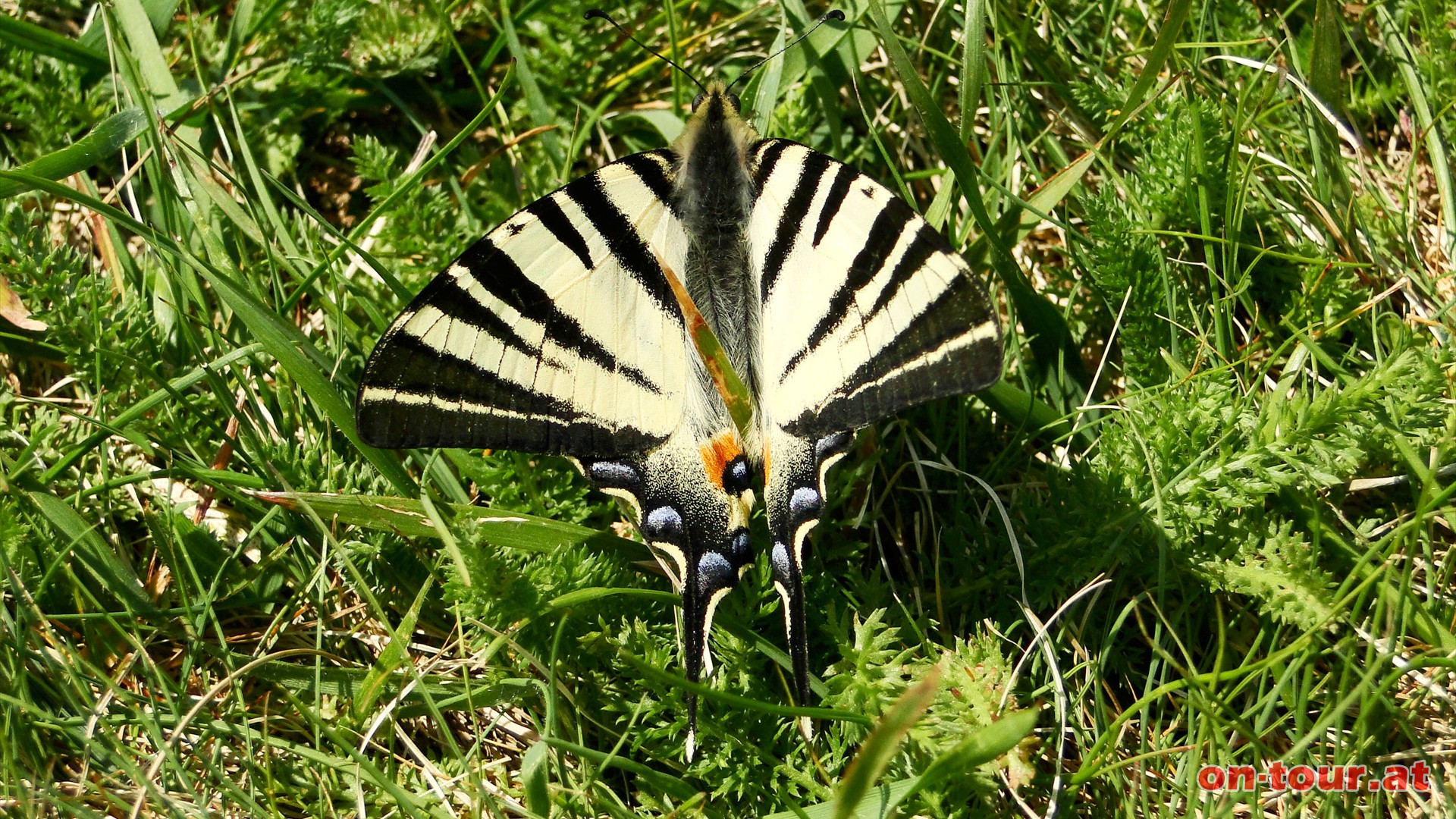 In der Wiese verweilt ruhig und gelassen ein Segelfalter, offensichtlich beeinflusst von der positiven Strahlungsintensitt dieses herrlichen Kraftplatzes. 