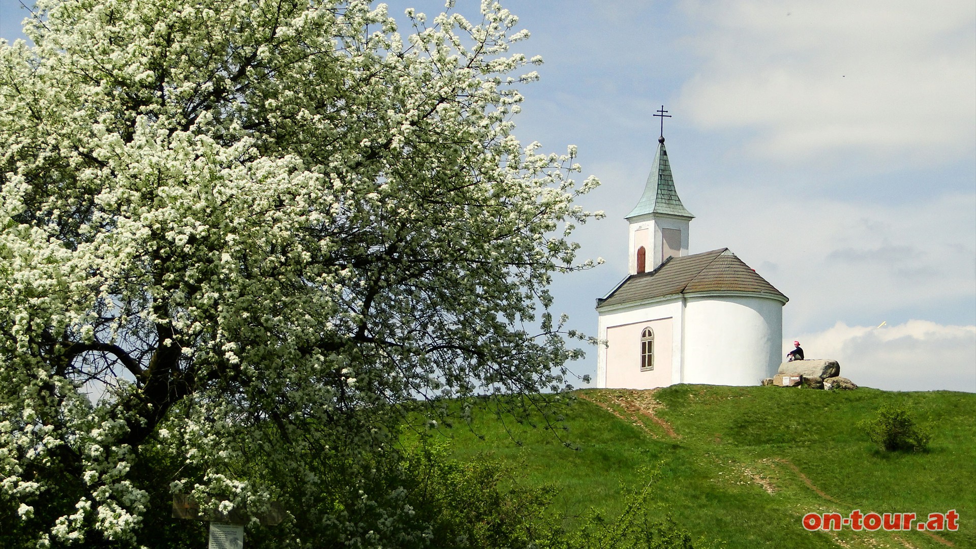 Nach der Gaststtte sind es nur wenige Hhenmeter bis zum Gipfel. Im Frhling blht hier die Stein-Weichsel.