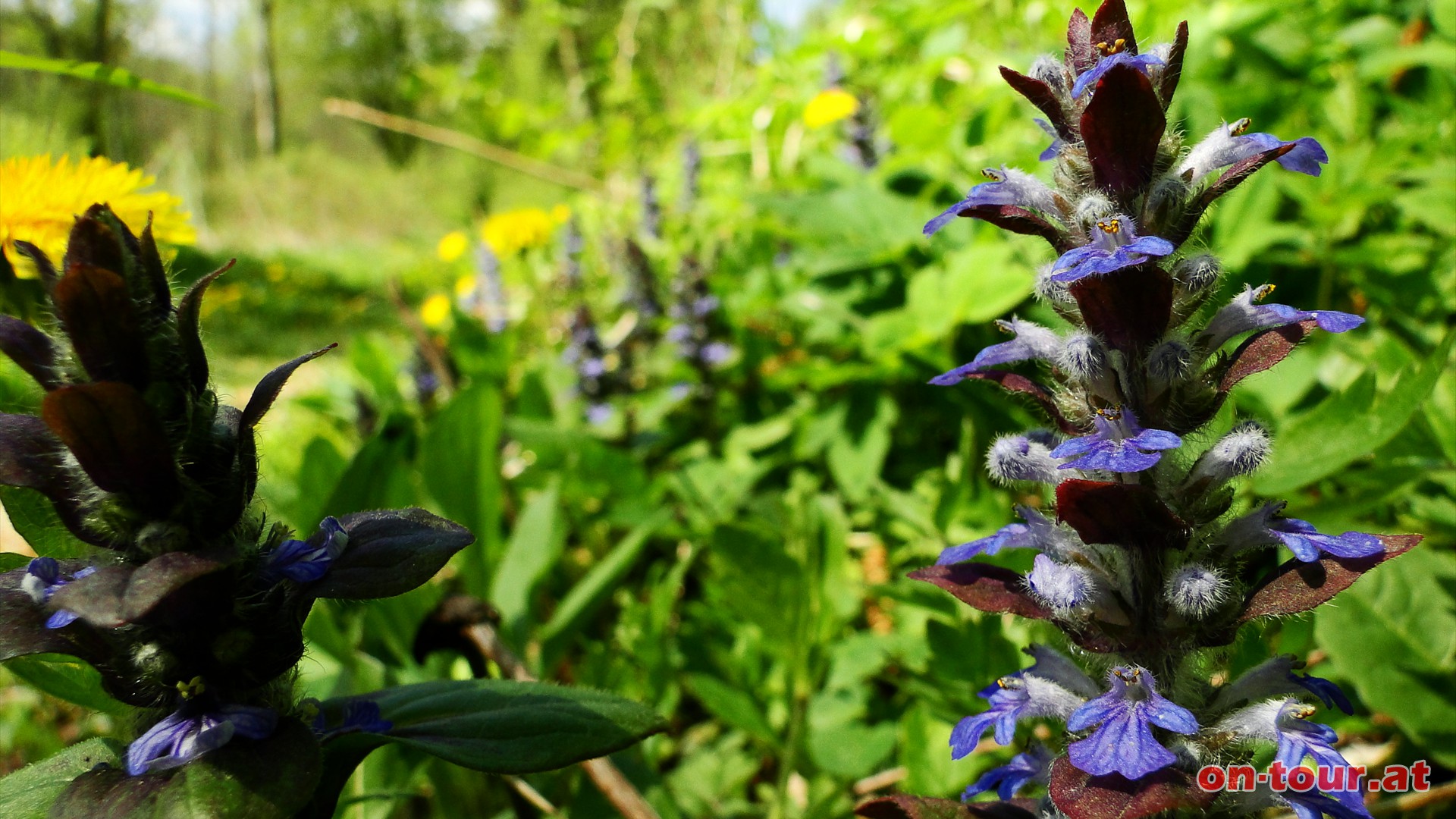 Vorbei an den satten blauen Lippenblten des Kriechenden Gnsels.