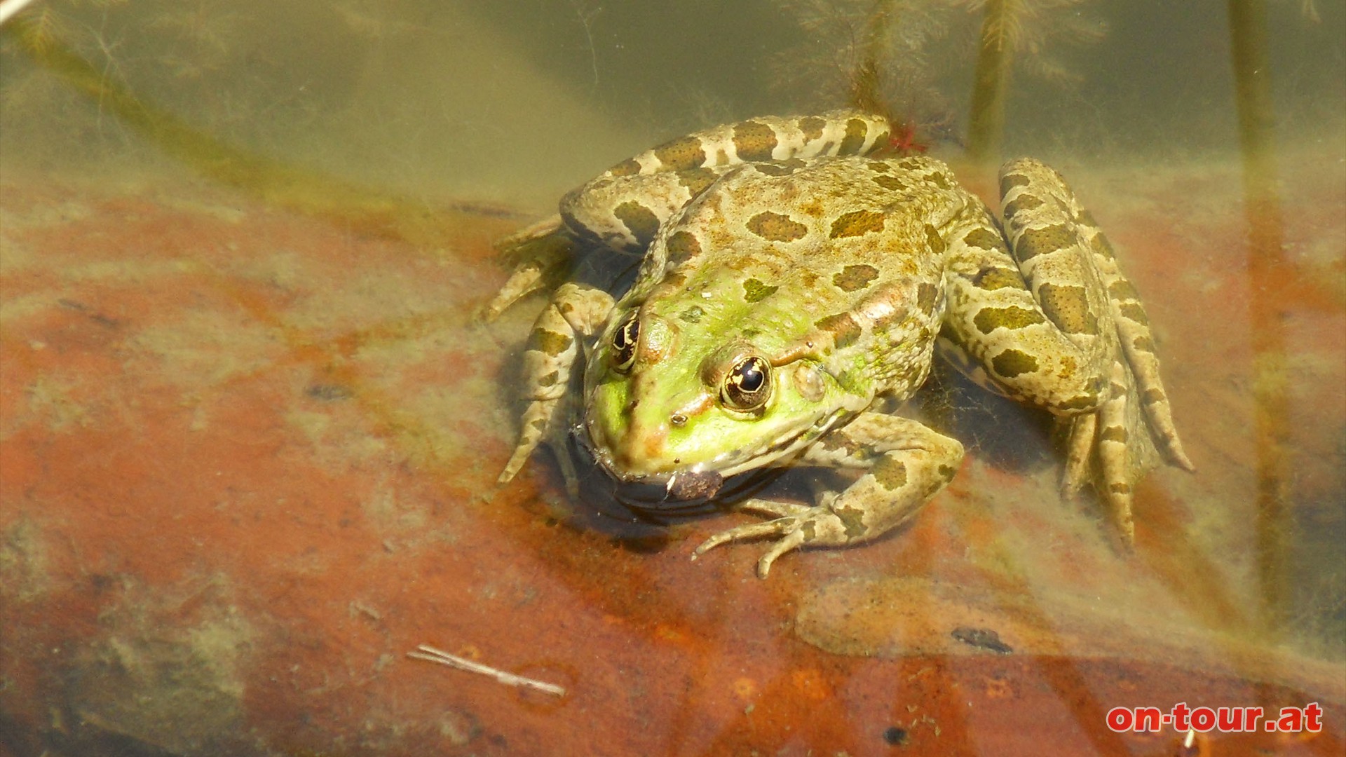 ..... mit interessanten, neugierigen Bewohnern wie dem Grnfrosch.