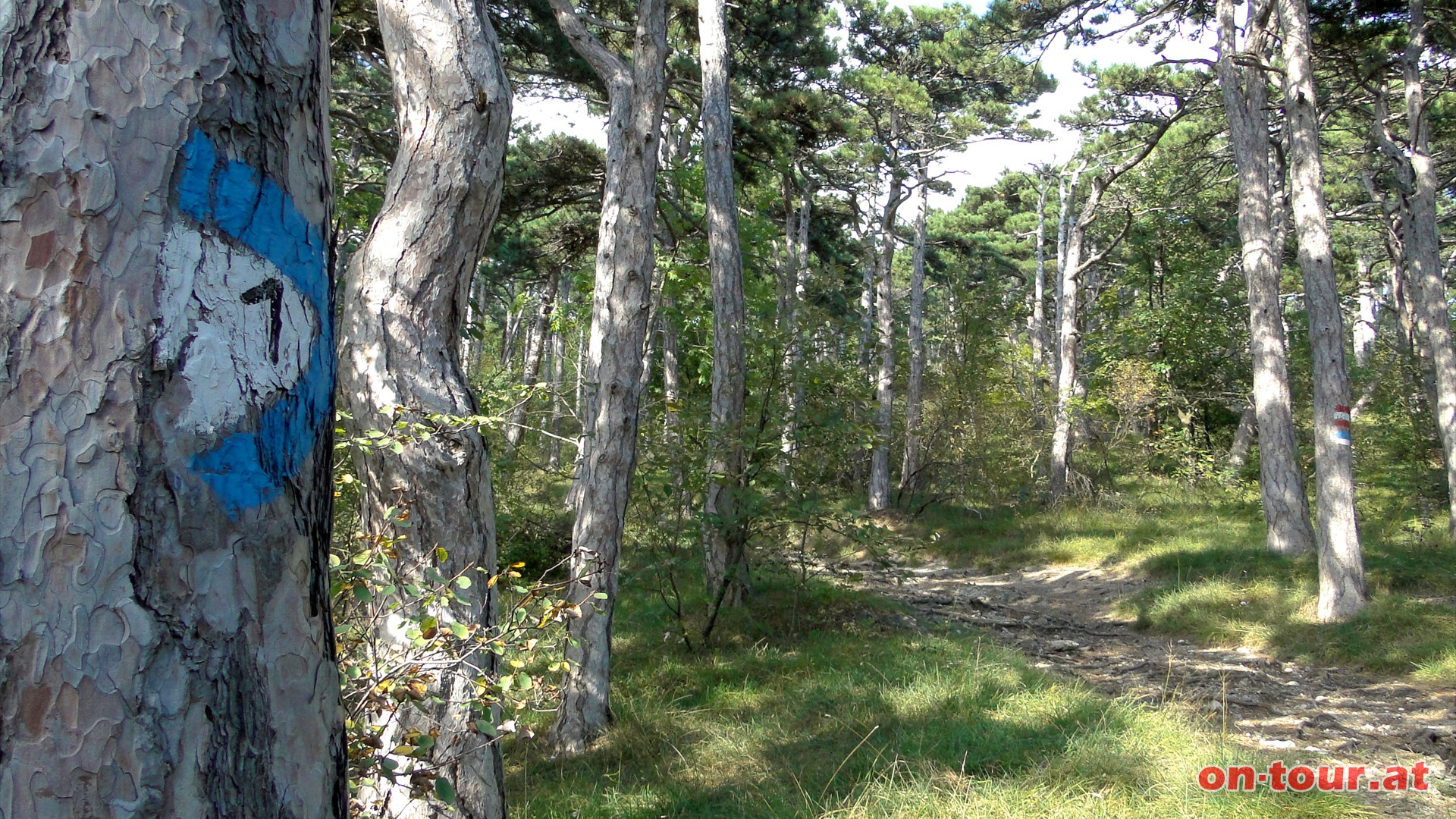 Entlang der blauen Markierung (1) weiter durch den reizvollen Kieferwald.