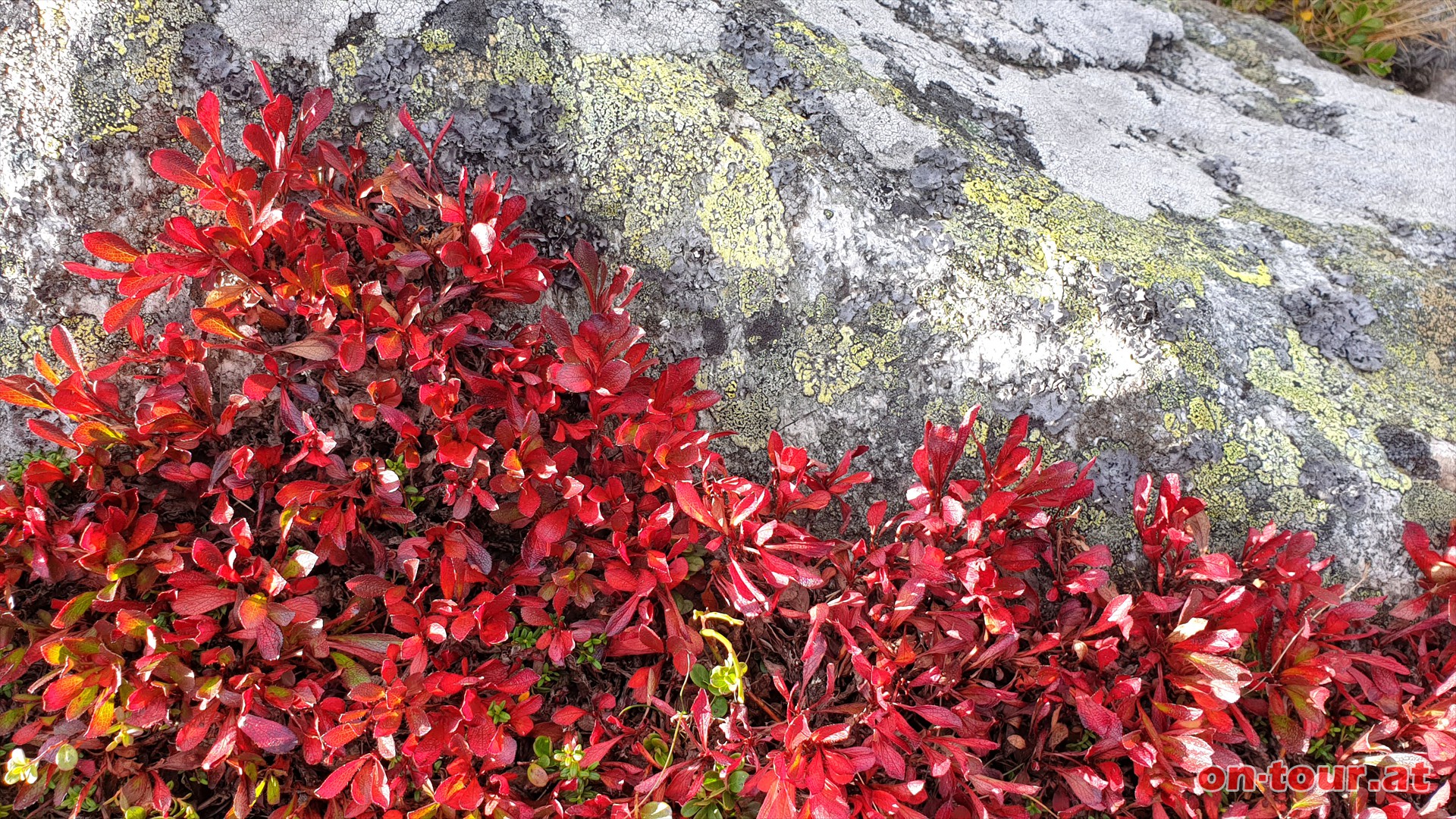 Herrliche Herbstfarben.