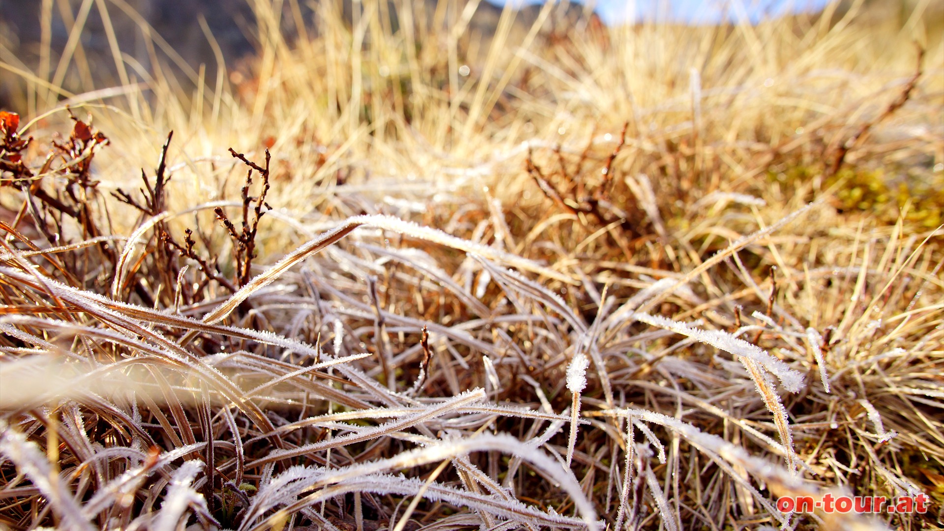 Reif am Herbstgras.