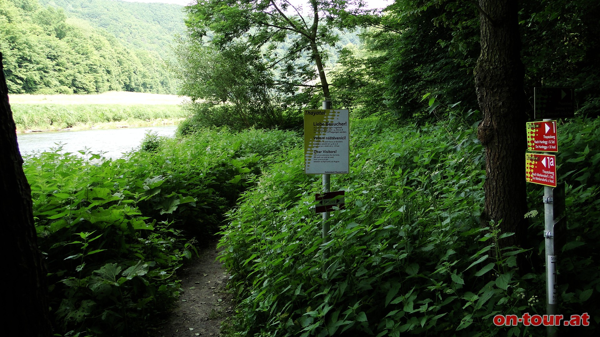 Ebenso bei der Gabelung zum berstieg (kurze Variante) - geradeaus am sterr. Ufer der Thaya entlang.