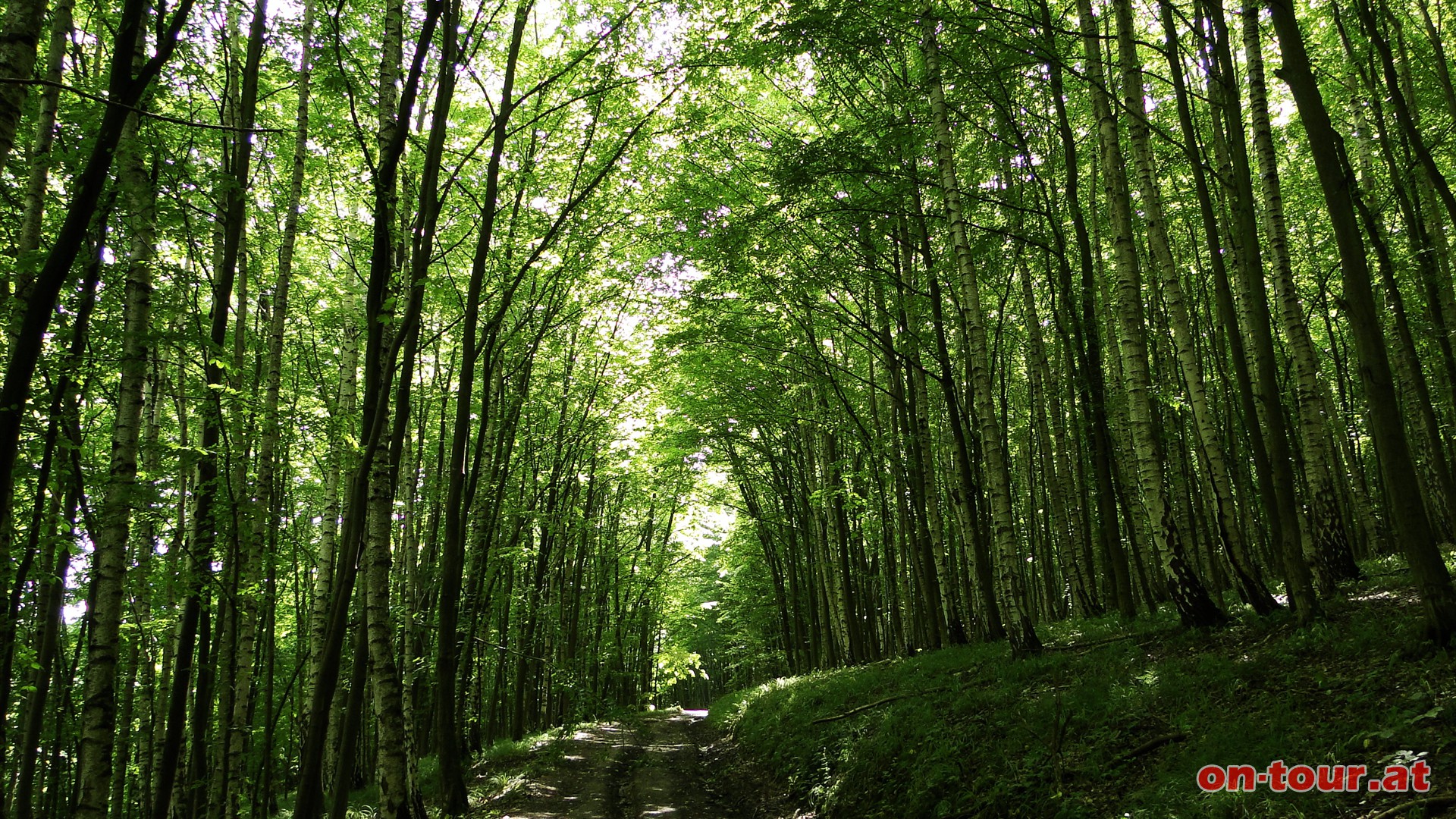 Leicht bergauf durch den Wald.