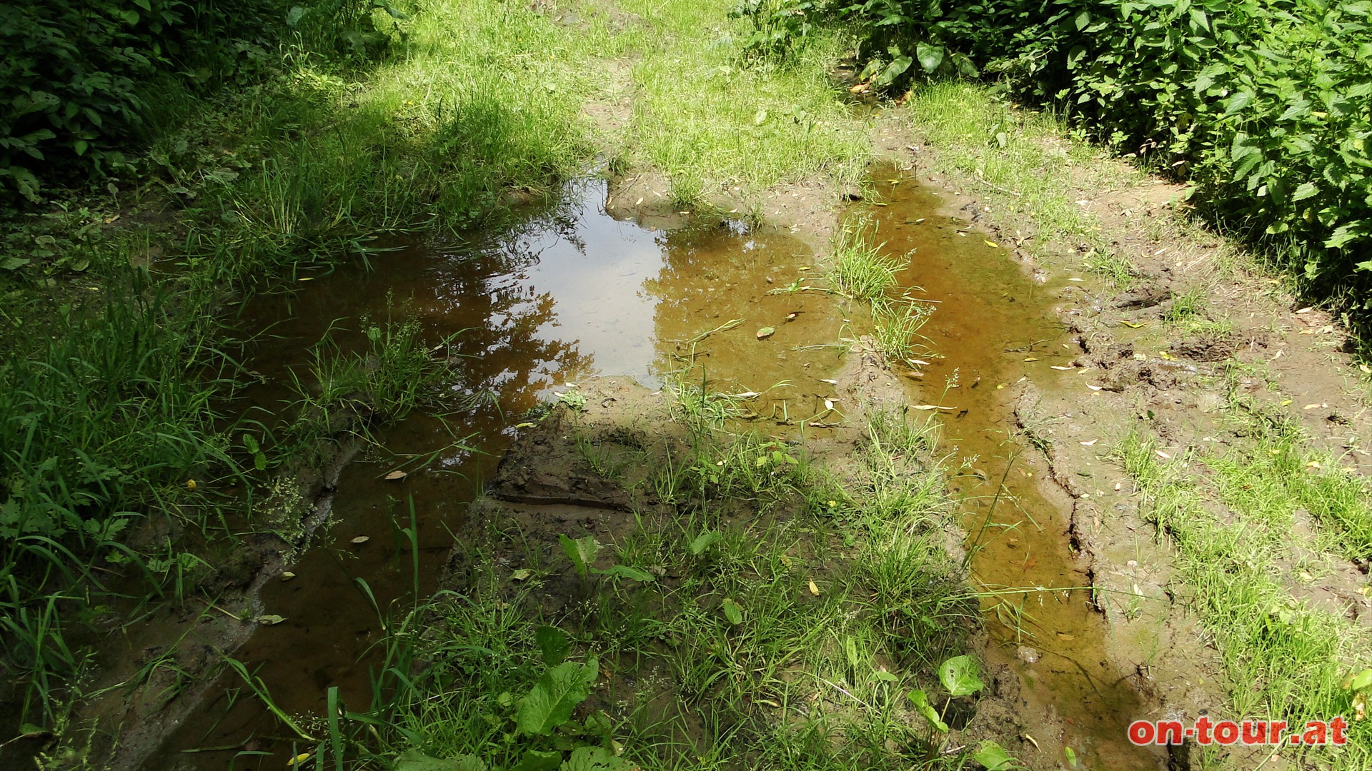 Einzelne Wasserlacken am Weg sind doch nichts besonderes..........oder doch?