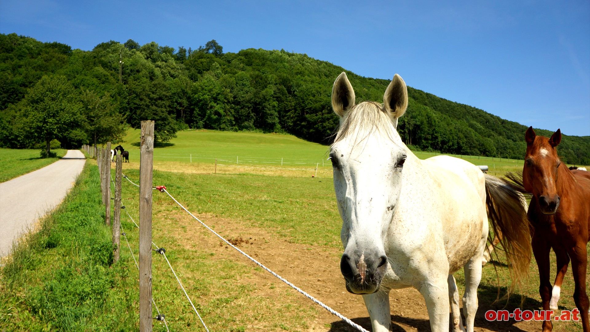 Richtung Peilstein (Nordwesten) geht es ein Stck auf der asphaltierten Strae bergauf. 