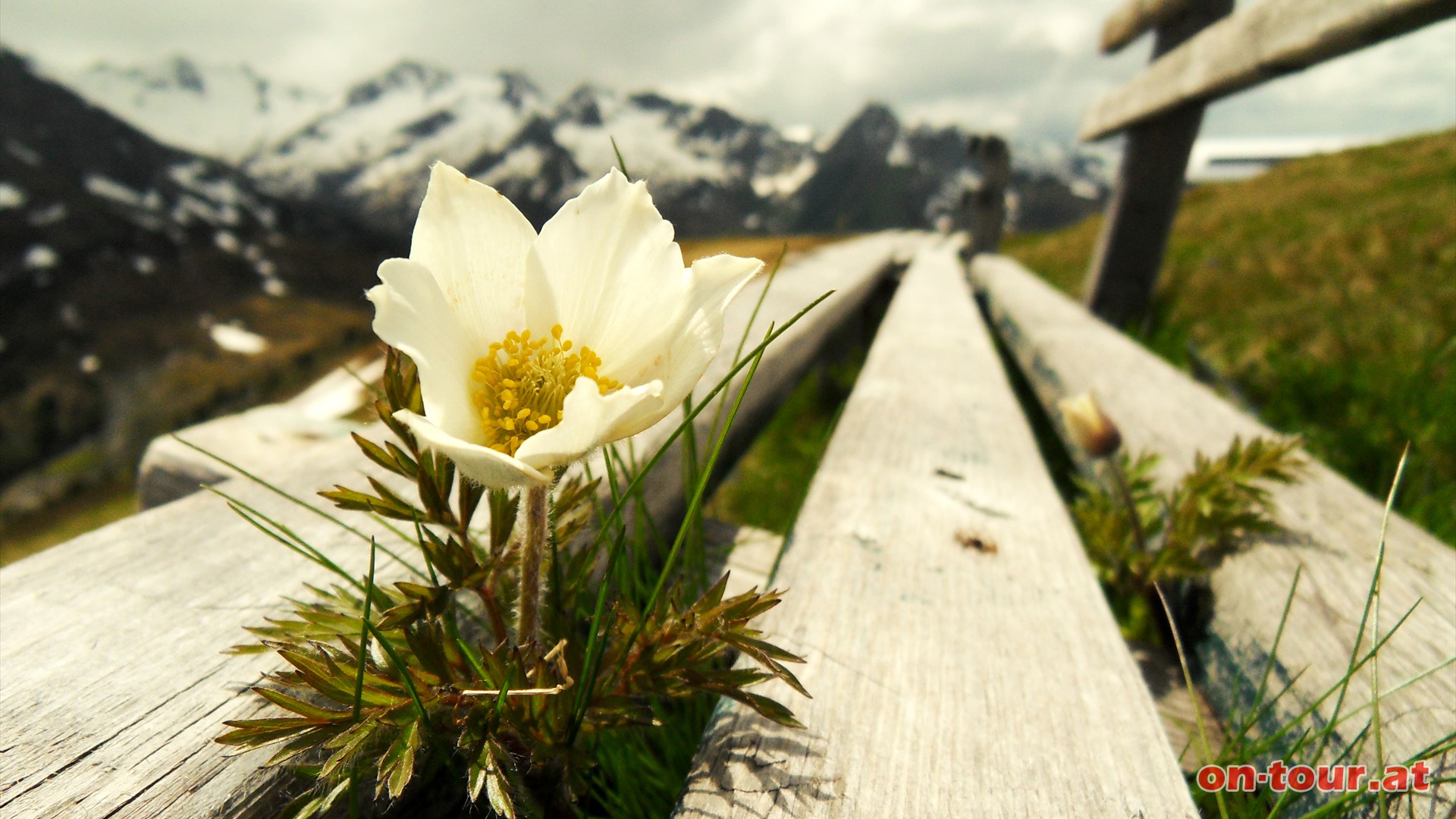 Am Gipfel streckt sich eine Alpen-Kchenschelle der Sonne entgegen.