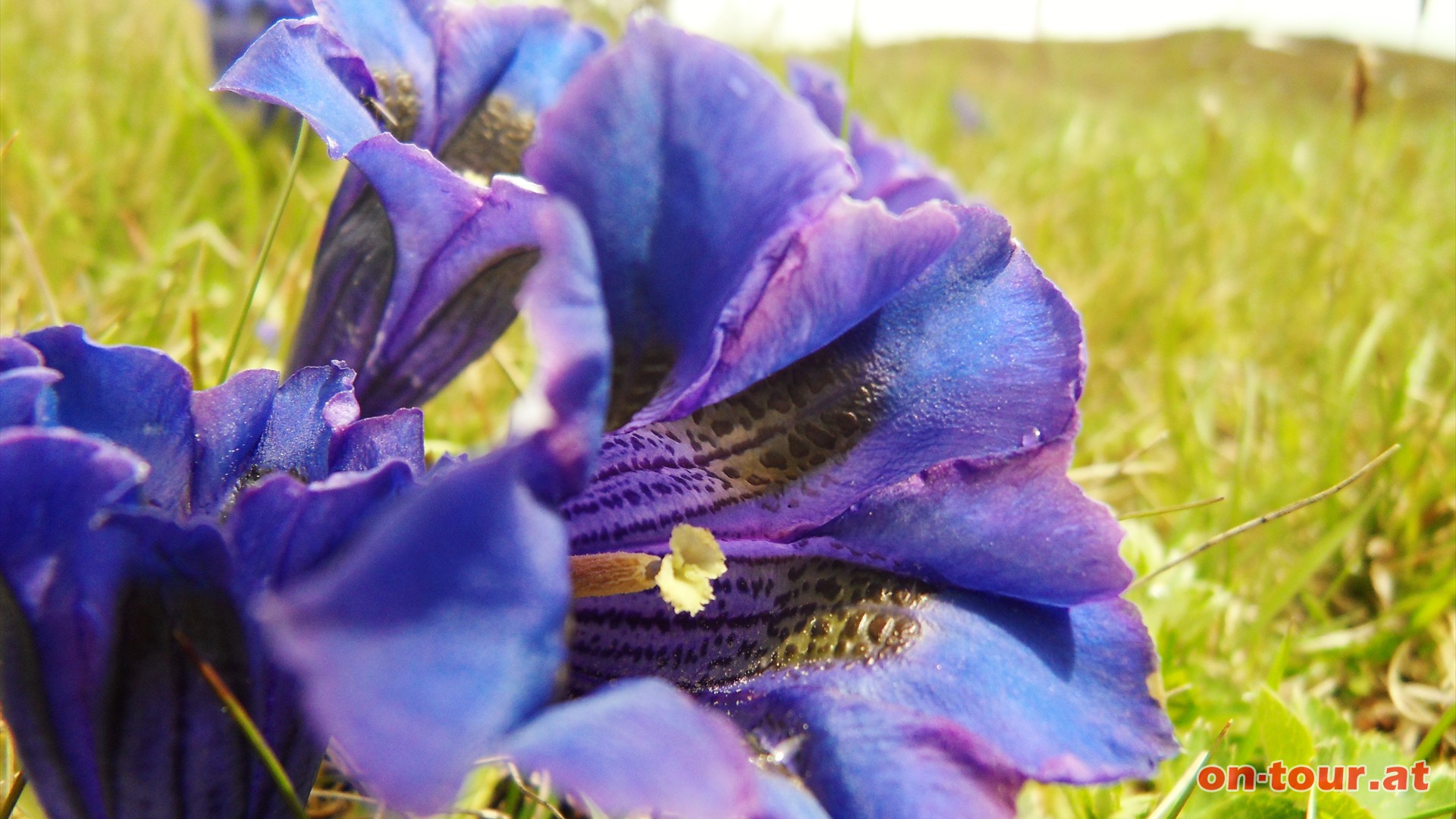 Vorbei an tiefblauen Alpen-Enzian Bergblumen.