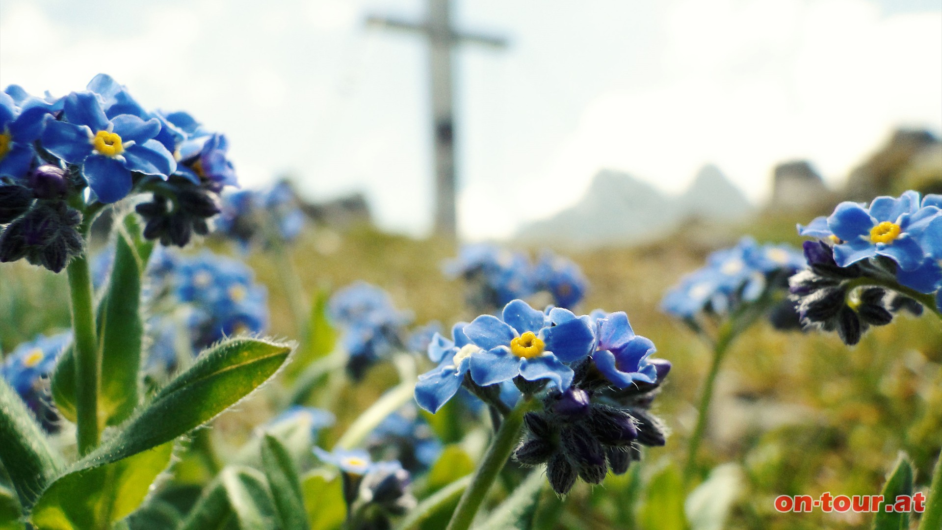 Rund um das Gipfelkreuz wachsen hier schne hellblaue Gebirgs-Vergimeinnicht.