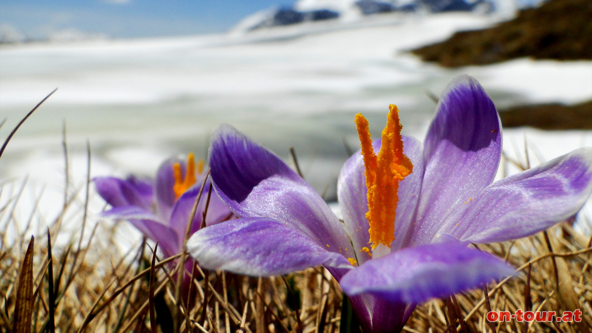 Die ersten Frhlingsboten sind nicht zu bersehen; viele Krokusblten rund um den See.