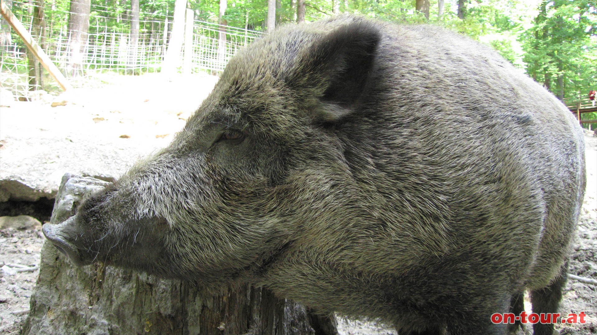 Wildschweingehege