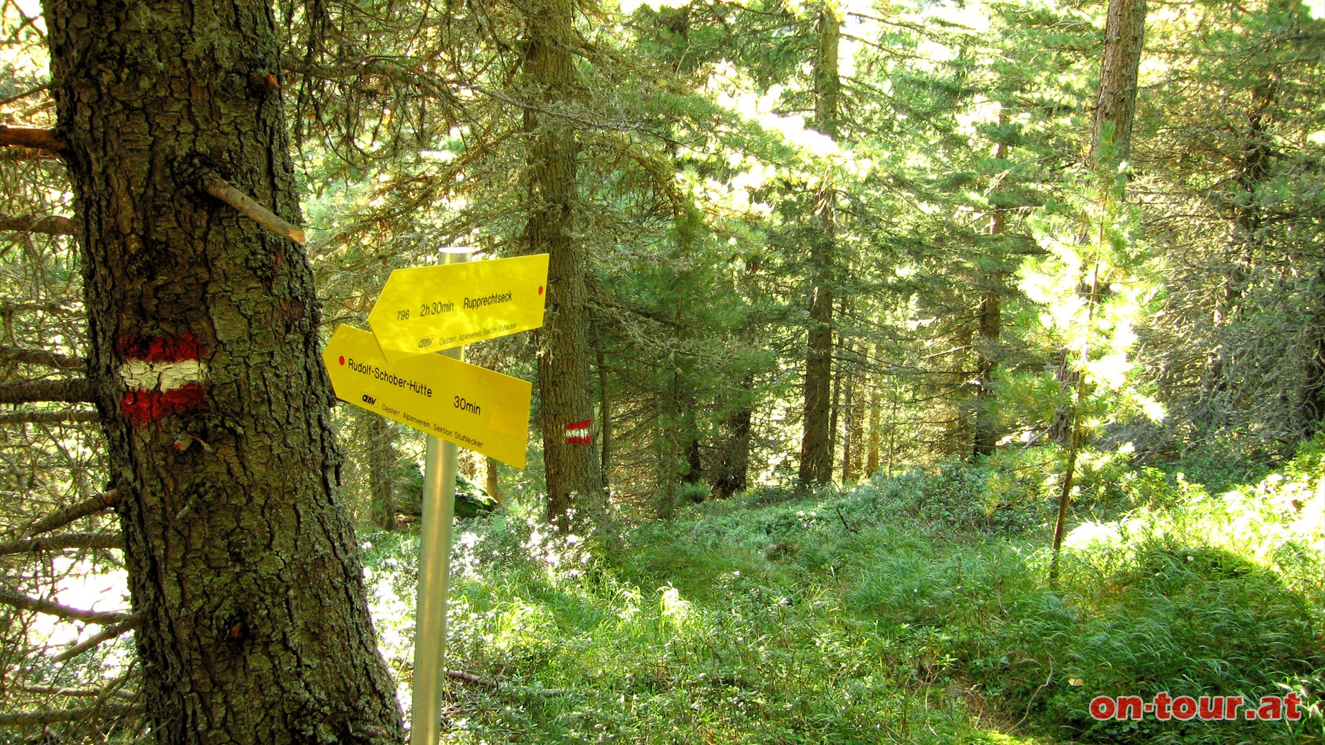 Im Wald dann zwei Optionen; links flach aber lnger, rechts kurz aber steiler.