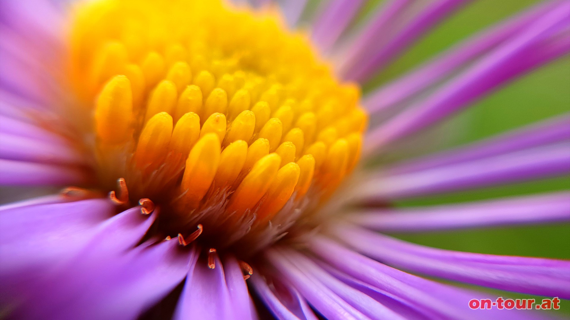 Alpen-Aster