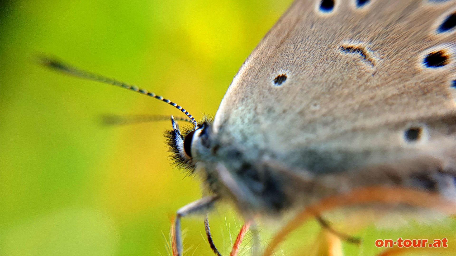 Auch Insekten fhlen sich hier sehr wohl.