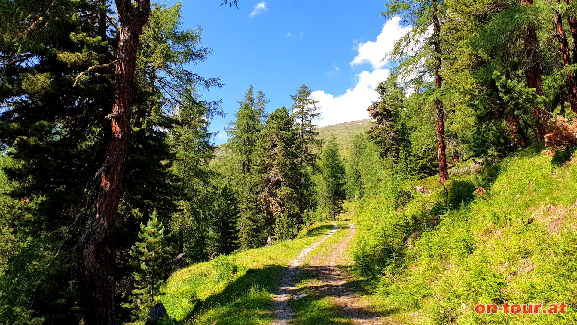 Durch schne Zirben- und Lrchenwlder auf der Forststrae bis knapp vor der Waldgrenze bergauf.