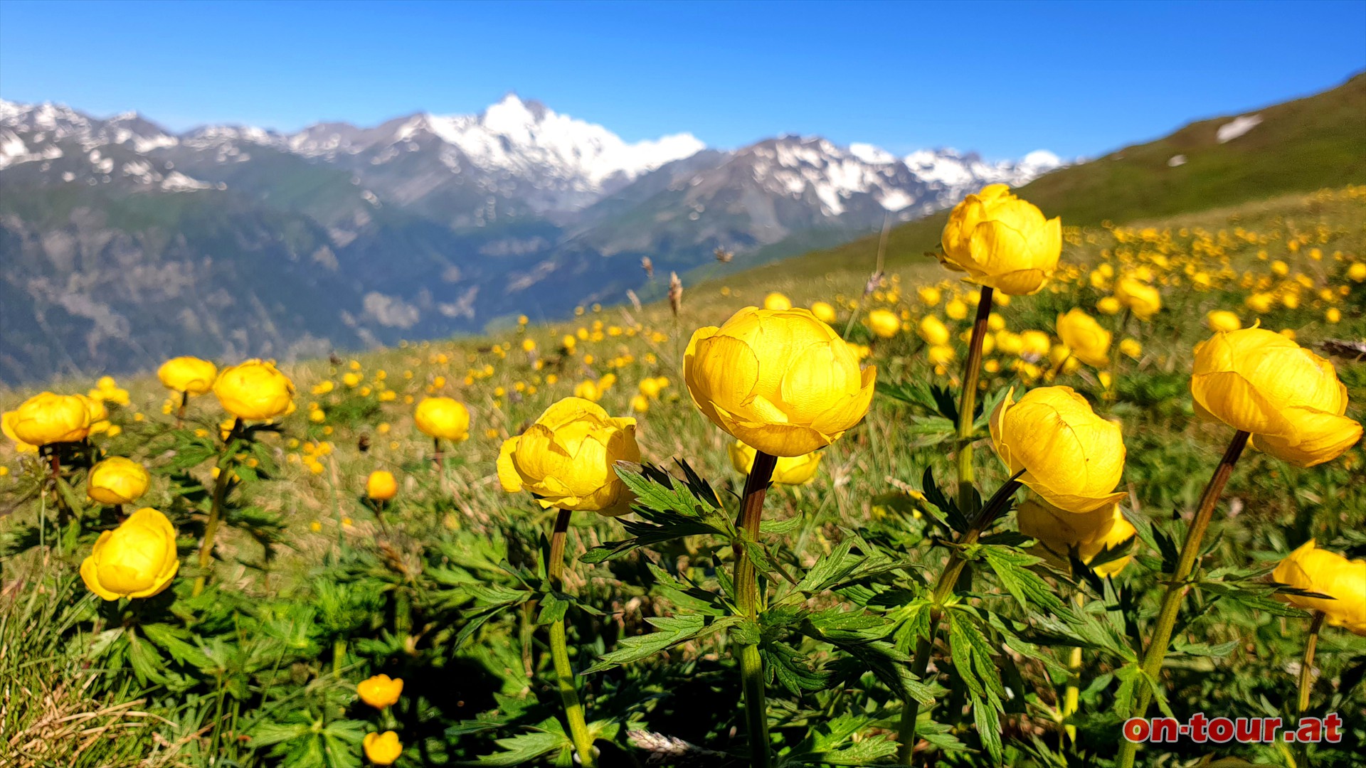 Trollblumen; im Hintergrund der Glockner.