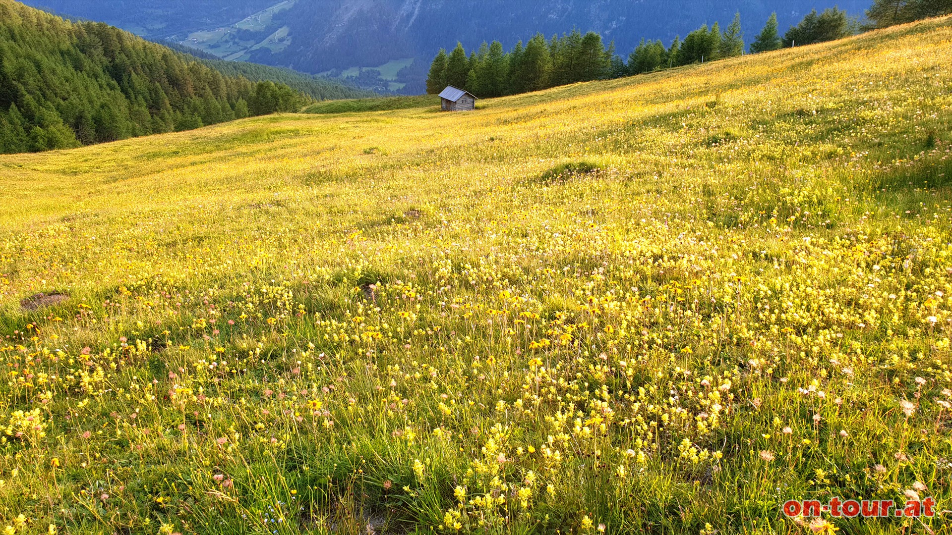 Weitlufige und artenreiche Bergblumenwiesen auf der Apriacher Alm.