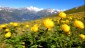 Trollblumen; im Hintergrund der Glockner.