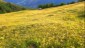 Weitlufige und artenreiche Bergblumenwiesen auf der Apriacher Alm.