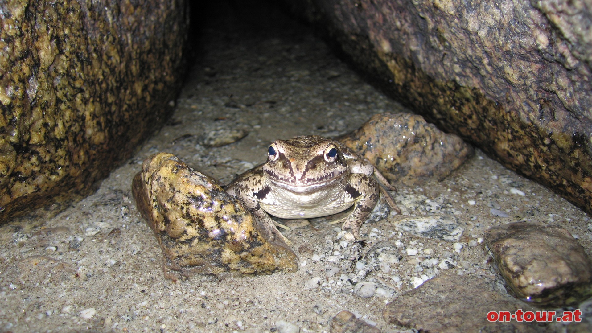 Ein Grasfrosch am Wegrand. Perfekt getarnt, auf den ersten Blick nicht vom Gestein zu unterscheiden.
Trotz der hufigen Verbreitung sinken allgemein die Bestnde dieser Art.