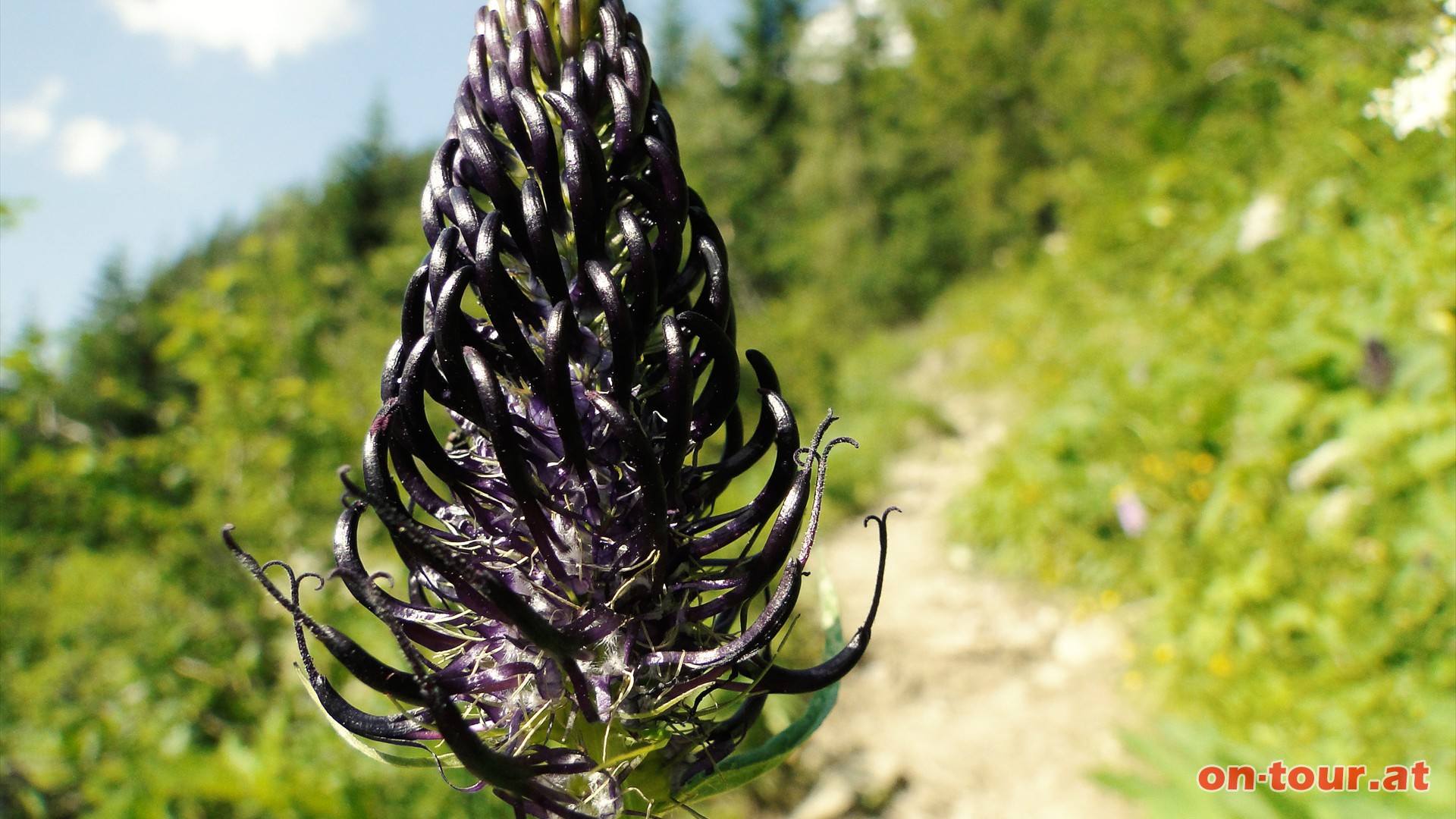 Vorbei an einer Vielzahl schner Bergblumen; darunter die grazise Hallers oder Eikopf-Teufelskralle.