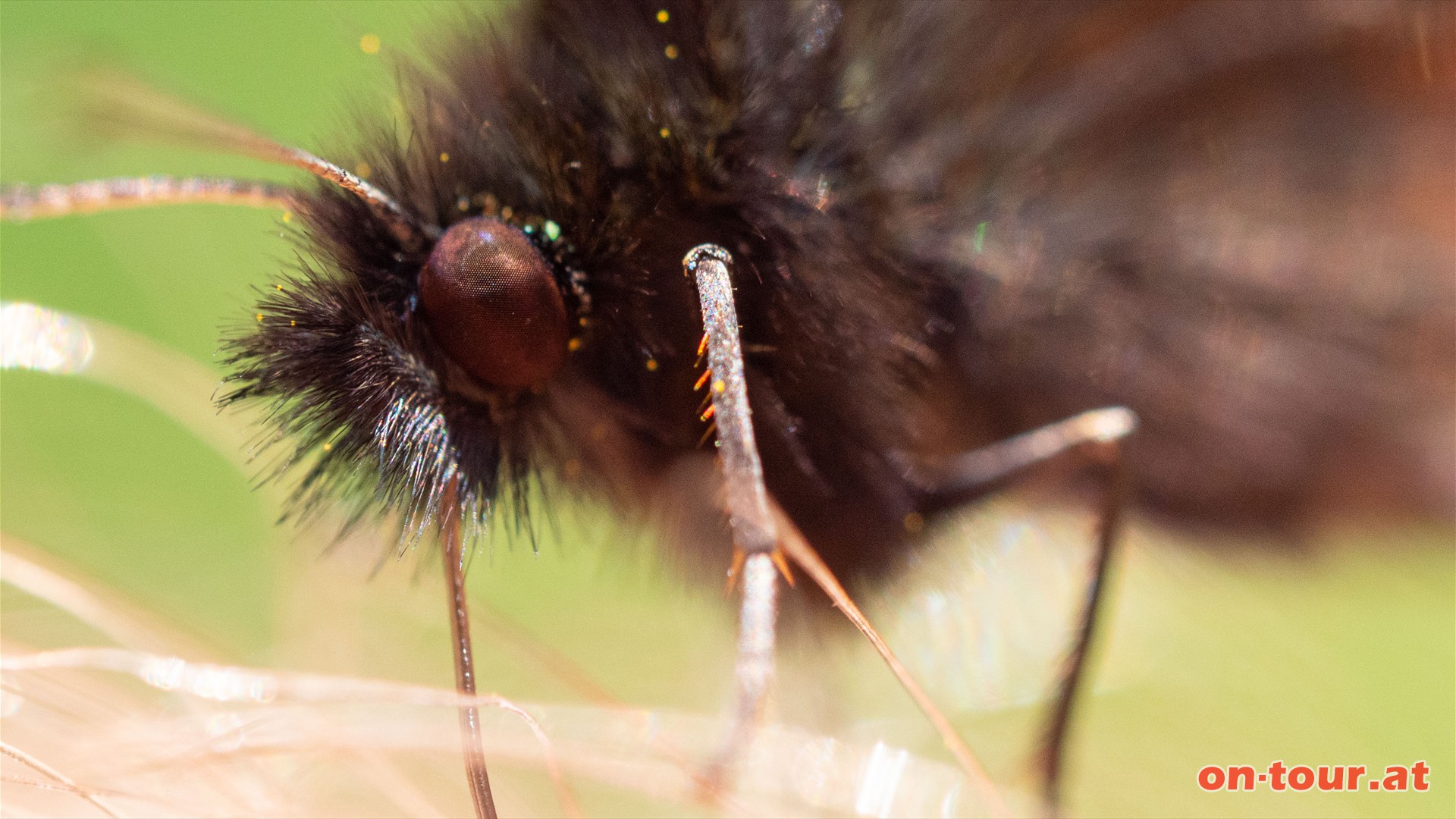 Das Auge des Falters in Begleitung.