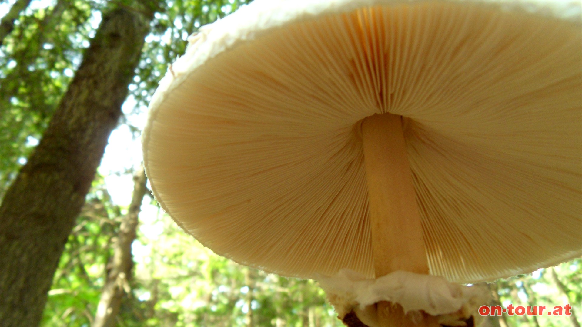 Ein groer Parasol. Schmeckt kstlich, aber Vorsicht, viele Pilze sind hochgiftig!