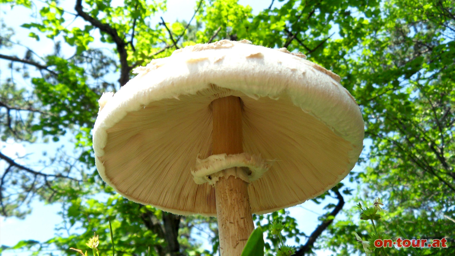 Ein kraftvoller Ort! Direkt auf der begehbaren Steinbrcke steht schon wieder ein groer Parasol.