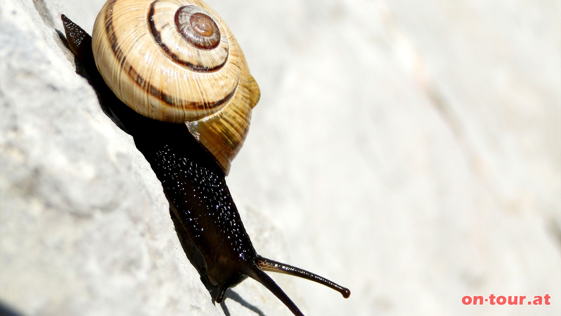 ... Schneckenhuser. Allerdings sind unsere heutigen Schnecken noch nicht ausgestorben.