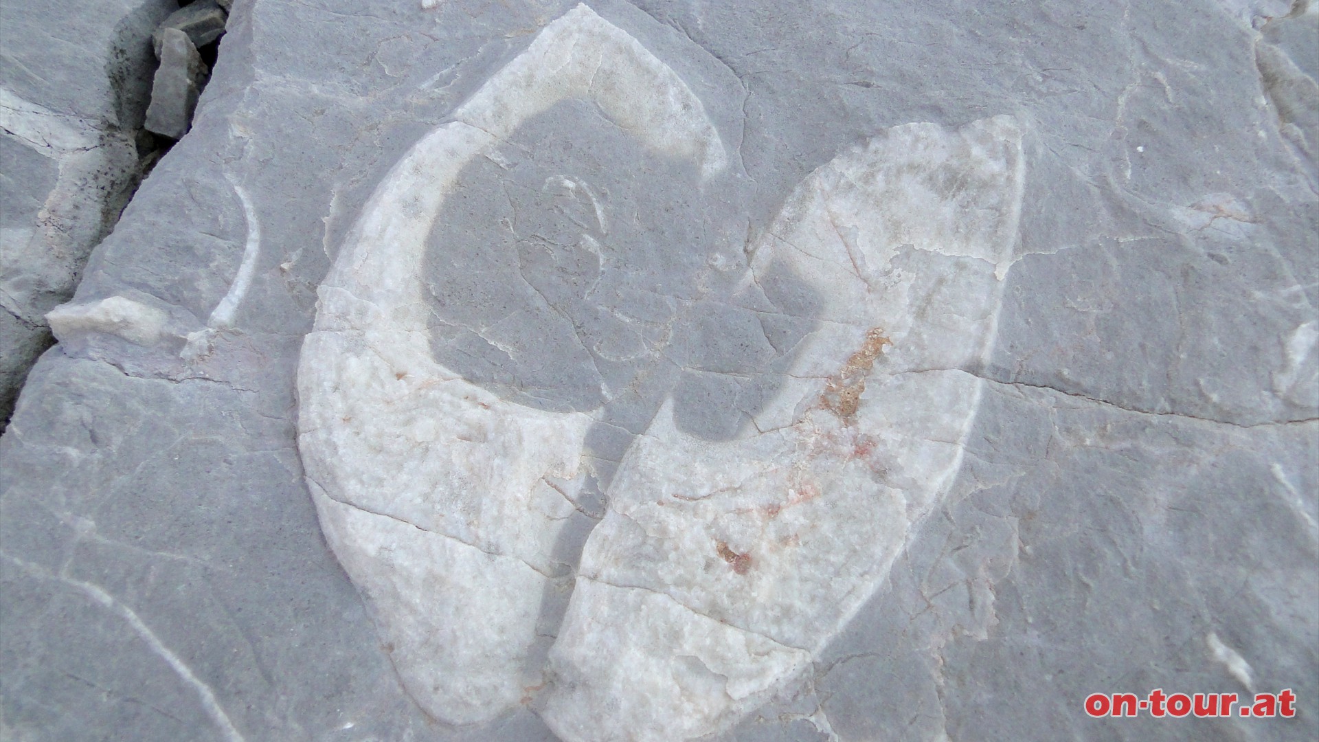 Nein, kein Kuhtritt, sondern Megalodonten - versteinerte Muscheln aus der Trias-Zeit.