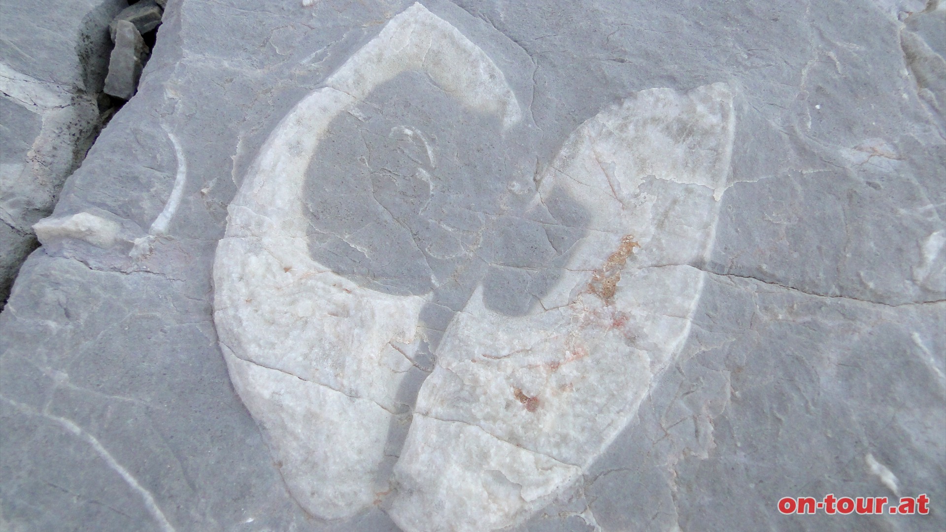 Nein, kein Kuhtritt, sondern Megalodonten - versteinerte Muscheln aus der Trias-Zeit.