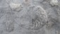 Versteinerte Ammoniten; verwandt mit Tintenfischen. Ihre Schalen erinnern aber an ...