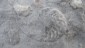 Versteinerte Ammoniten; verwandt mit Tintenfischen. Ihre Schalen erinnern aber an ...
