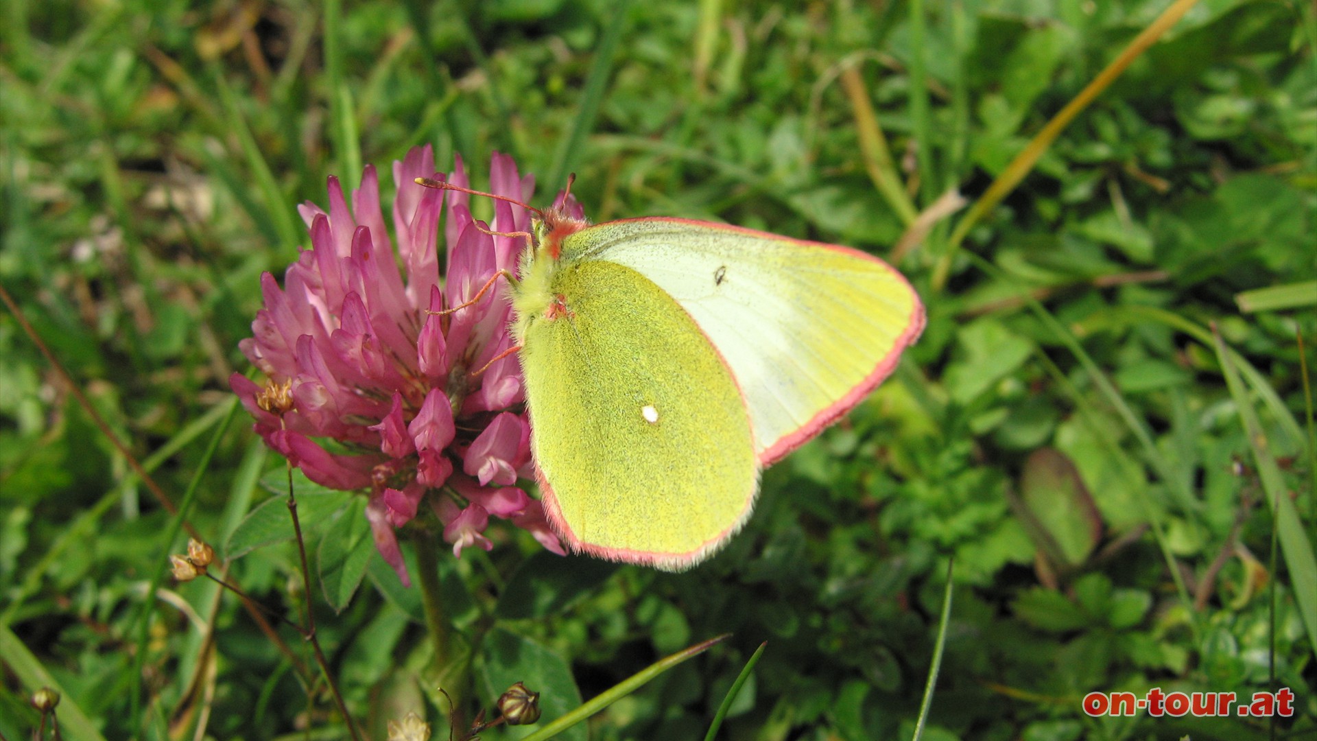 Die Goldene Acht ist nicht zu bersehen. Der Tagfalter mit der aufflligen, satten gelbroten Farbe bedient sich hier bei einem farblich ebenso aufflligen Kleegewchs.