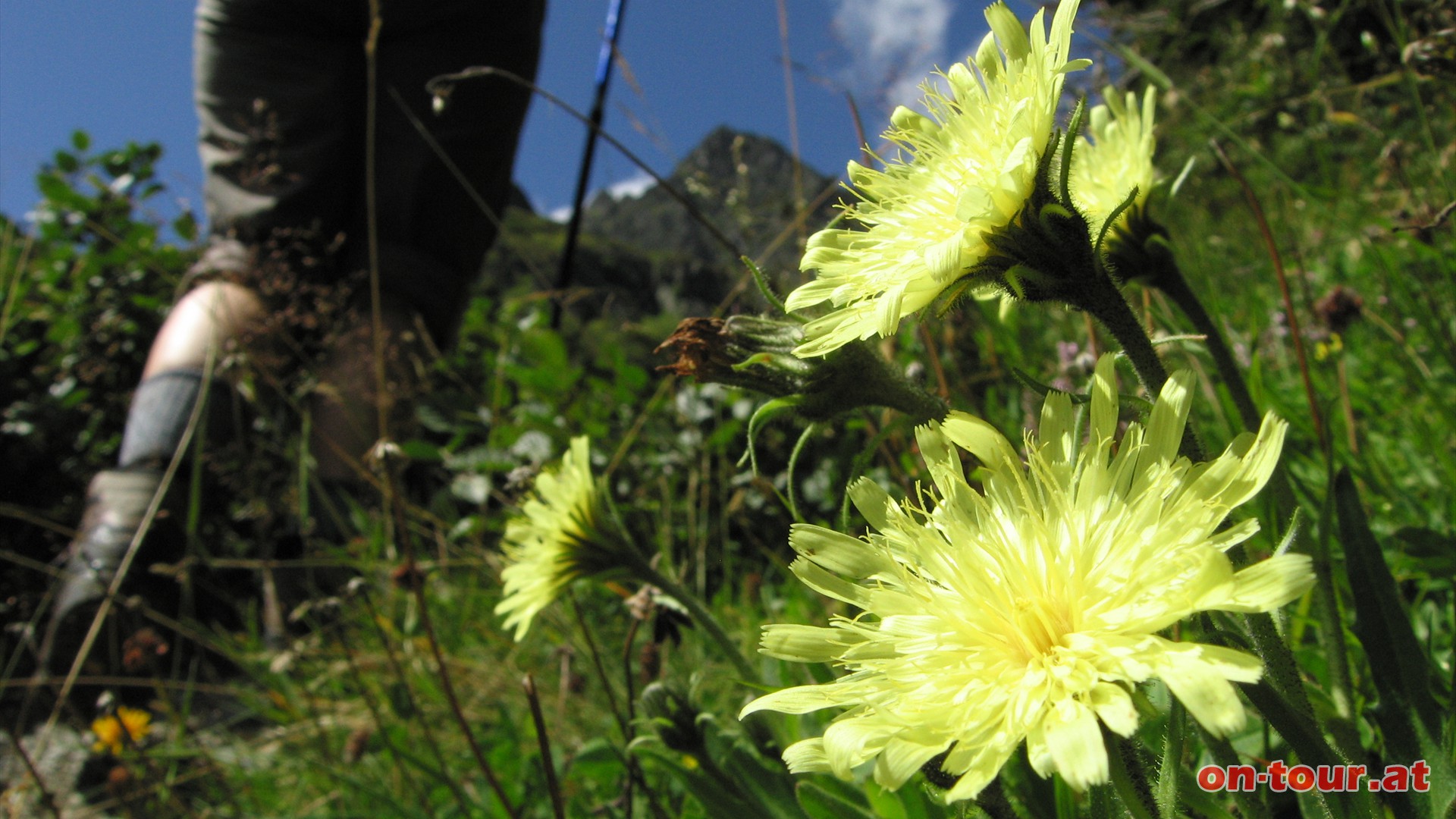 Das Habichtskraut ist mit feinen, klebrigen Drsenhaaren ausgestattet. Ein eigenwilliger Geruch haftet der Blume an. Im Hintergrund liegt das Schwarzhorn.