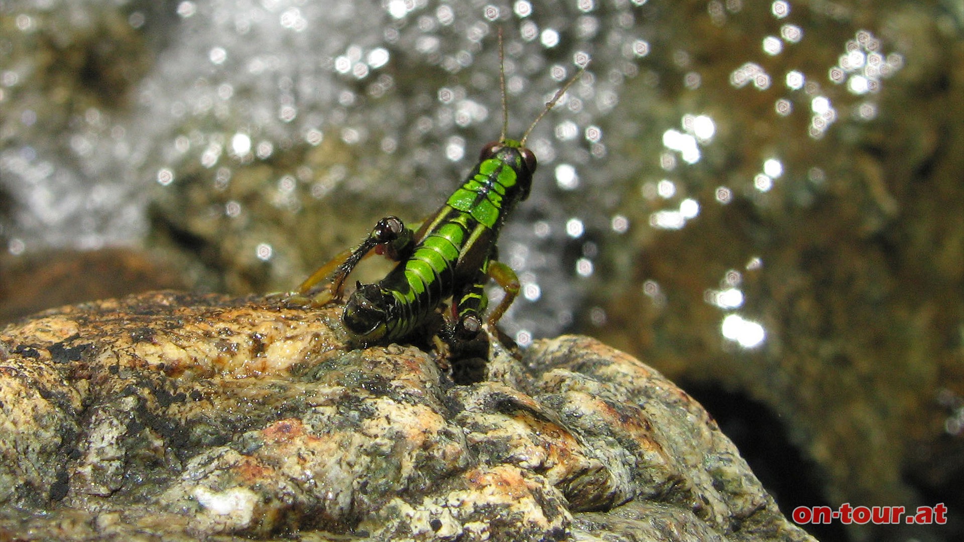 Springen oder nicht springen? - das ist hier die Frage, die sich diese Heuschrecke im Moment wohl stellt.