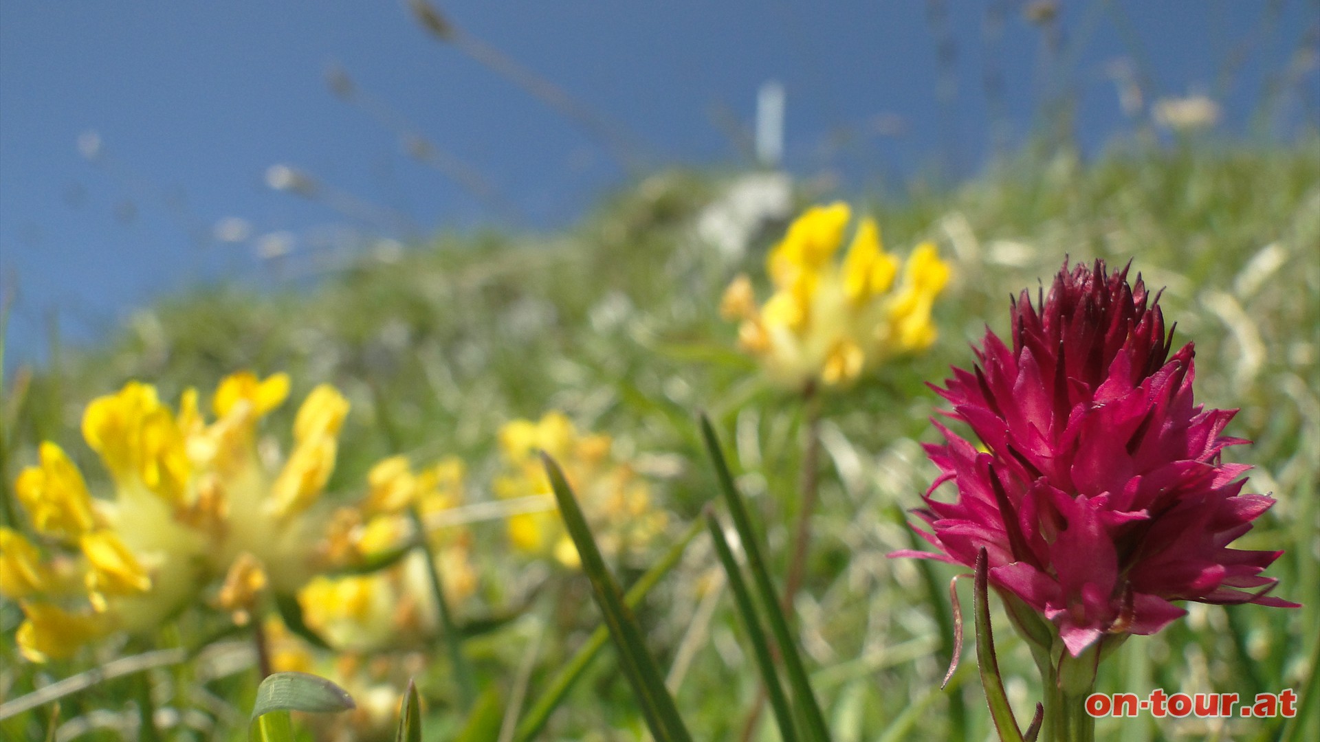 Nicht minder beeindruckend die Flora: Schwarzes Kohlrschen