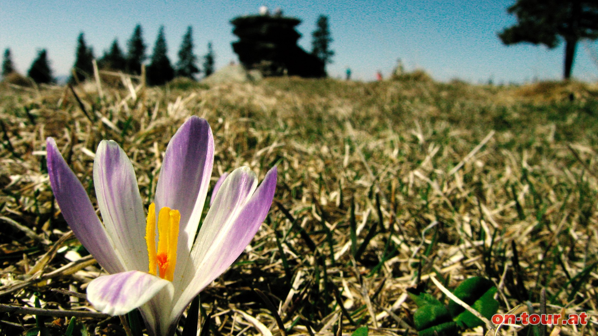 In unmittelbarer Nhe eine Frhlings-Krokus Blume.