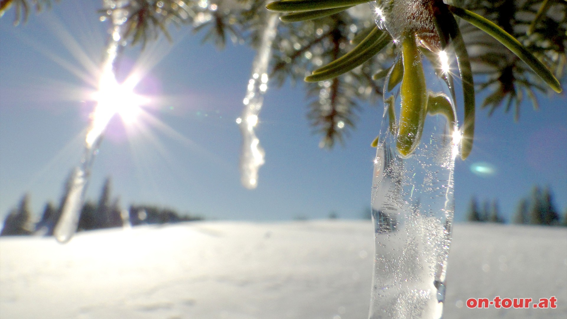 Wie zum Beispiel die Eiszapfen an der freistehenden Fichte.